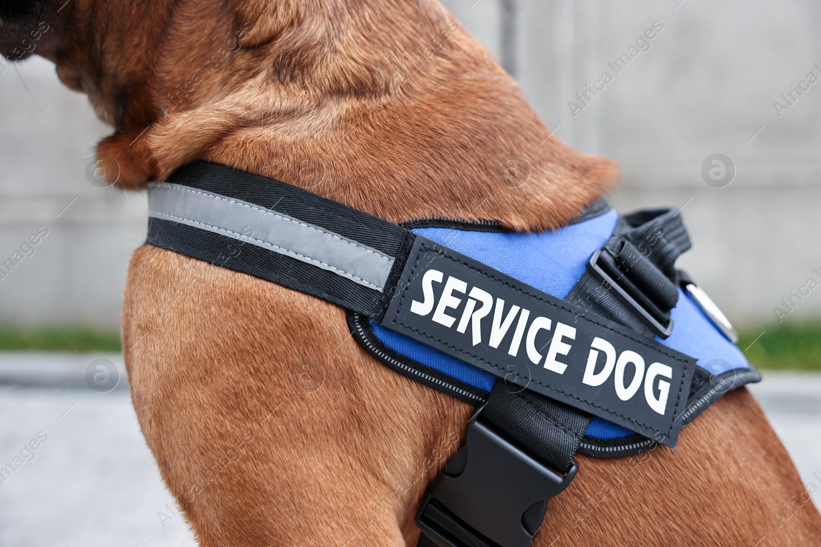 Photo of Service dog in vest on blurred background, closeup