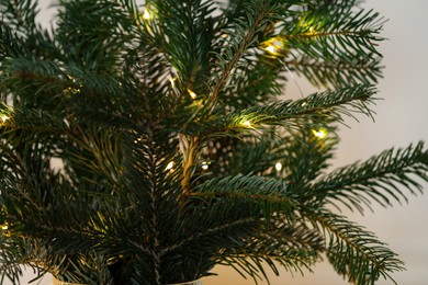 Photo of For tree branches with Christmas lights on white background, closeup