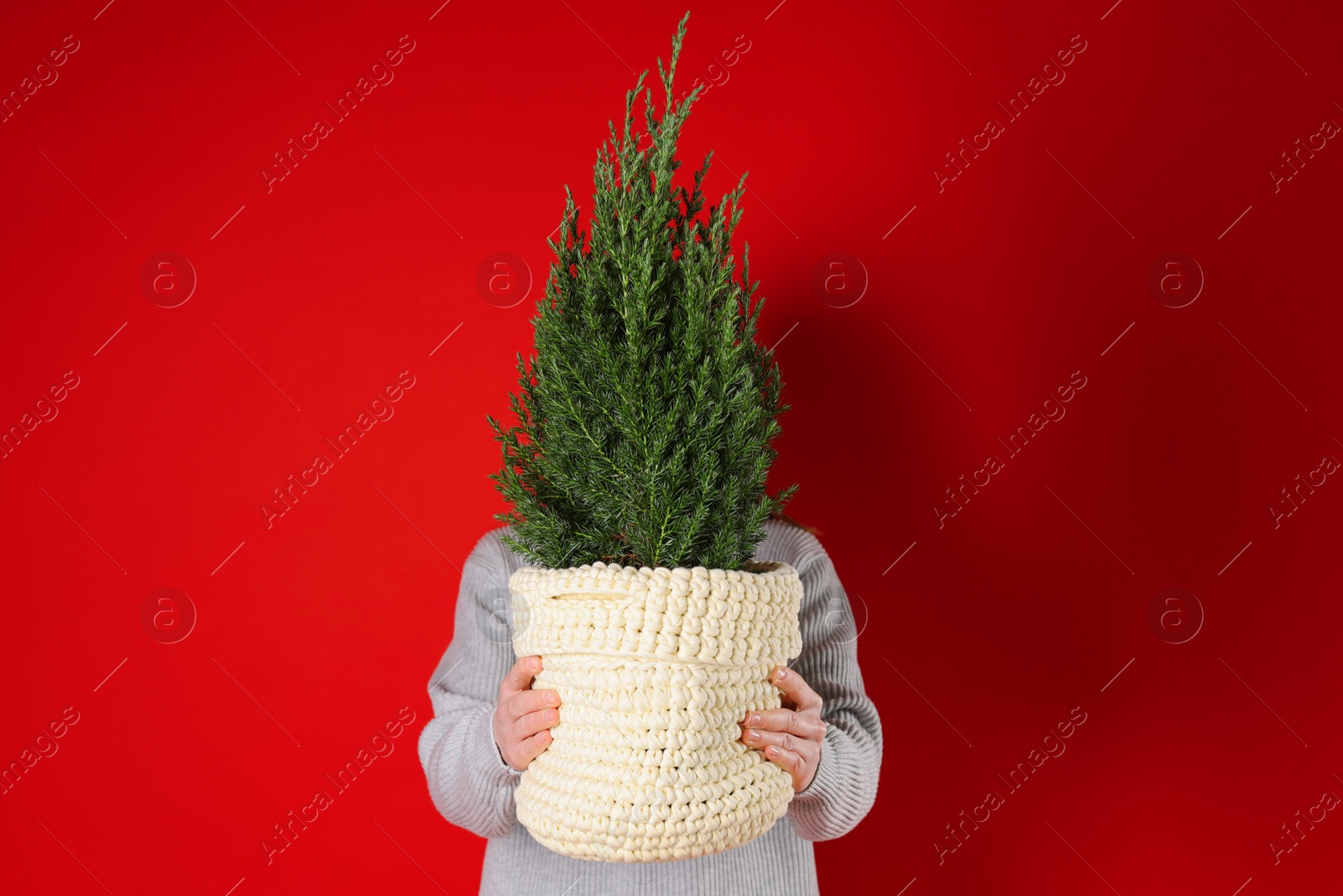 Photo of Woman with potted juniper tree on red background. Christmas decor