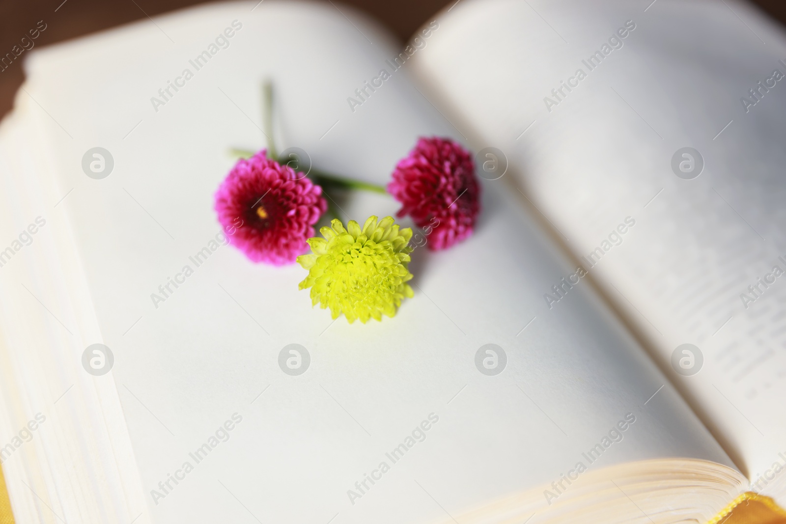 Photo of Beautiful flower buds on open book, closeup