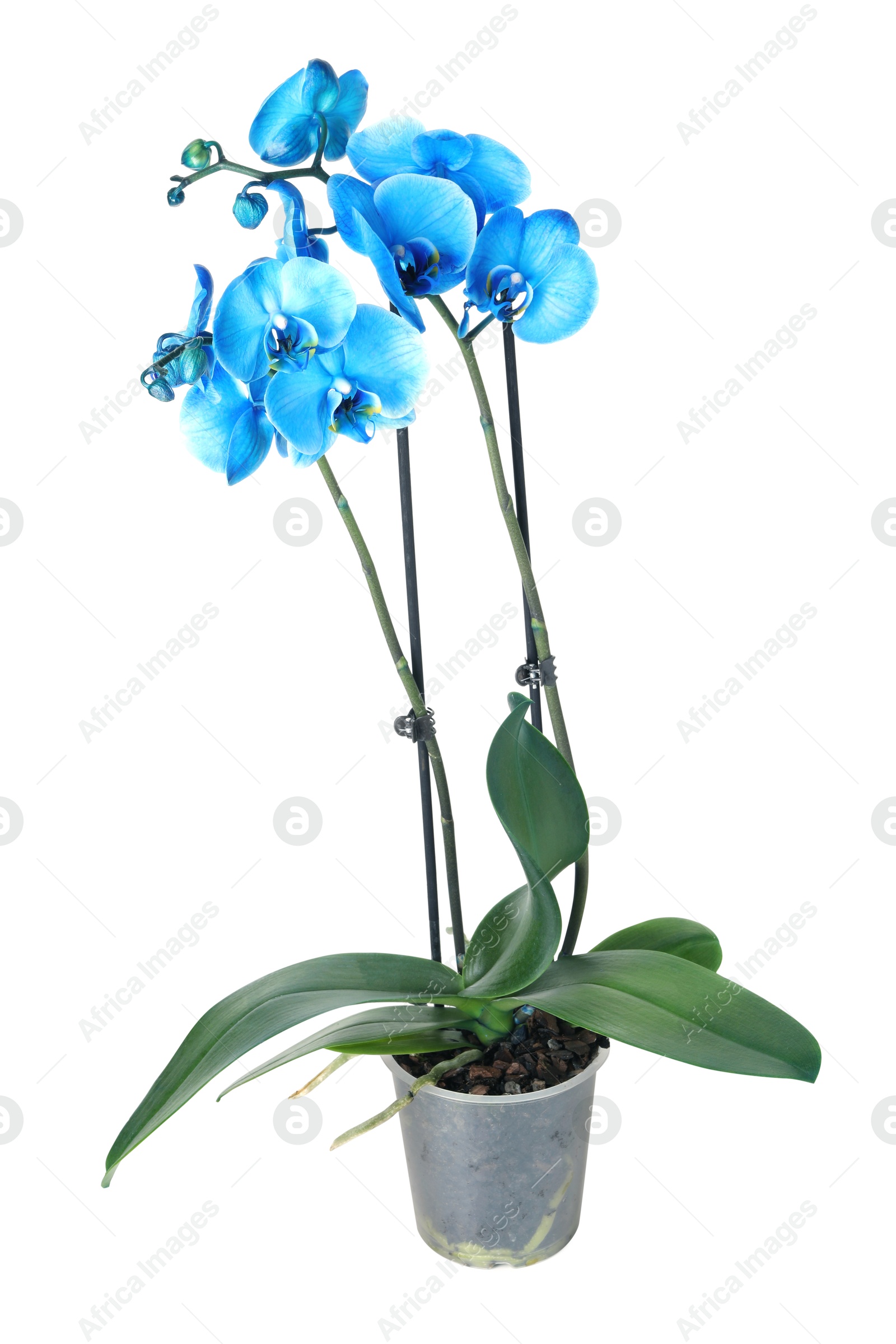 Beautiful blue orchid flower in pot isolated on white Photo of Beautiful blue orchid flower in pot isolated on white