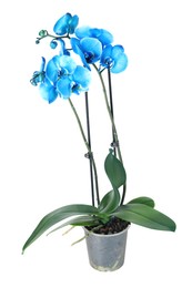 Photo of Beautiful blue orchid flower in pot isolated on white