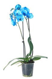 Photo of Beautiful blue orchid flower in pot isolated on white