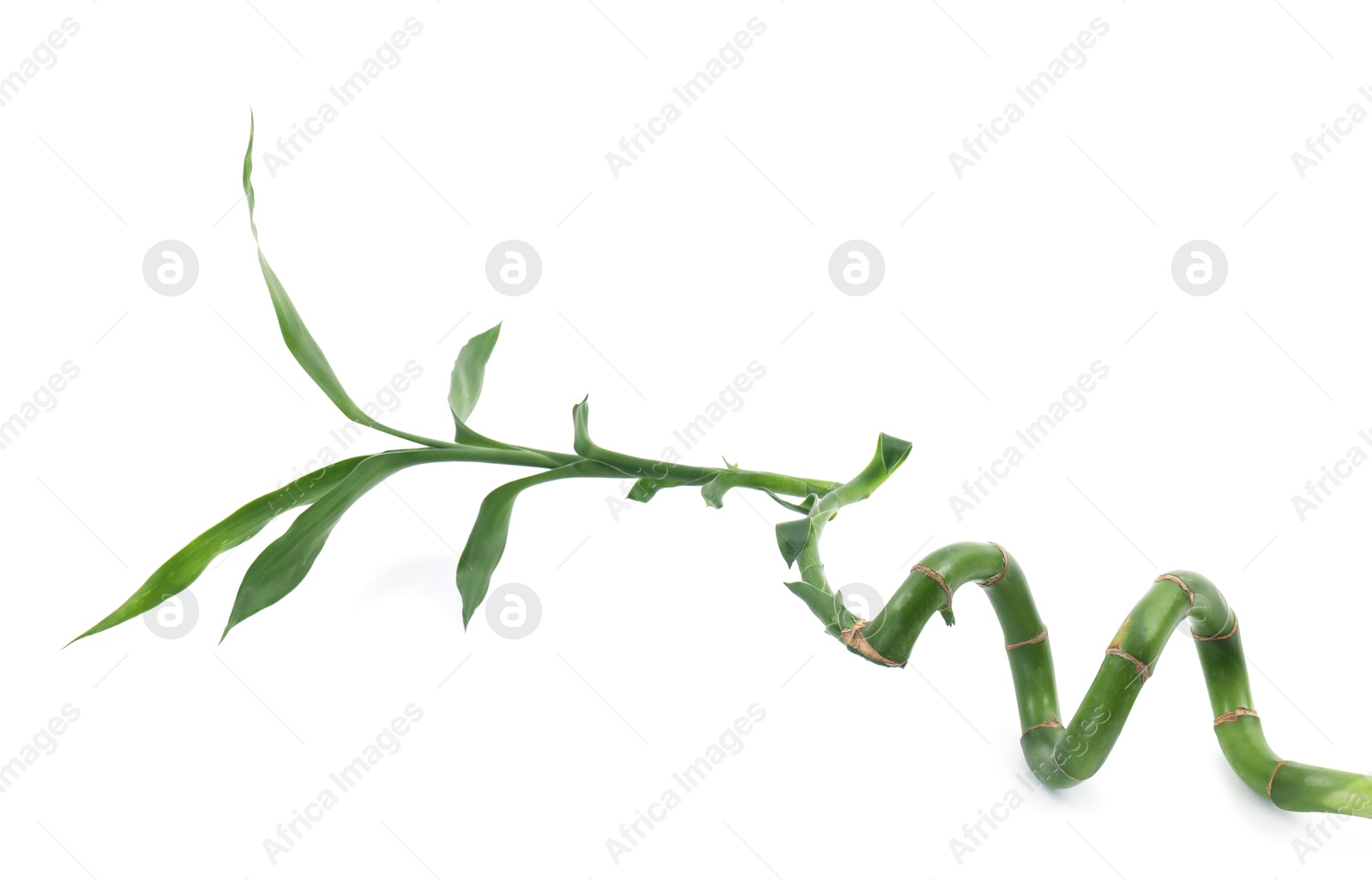 Photo of Beautiful decorative bamboo plant isolated on white