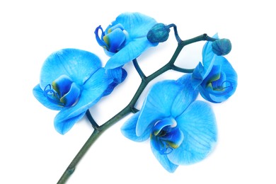 Photo of Beautiful blue orchid flower isolated on white, top view