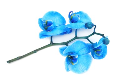 Photo of Beautiful blue orchid flower isolated on white, top view