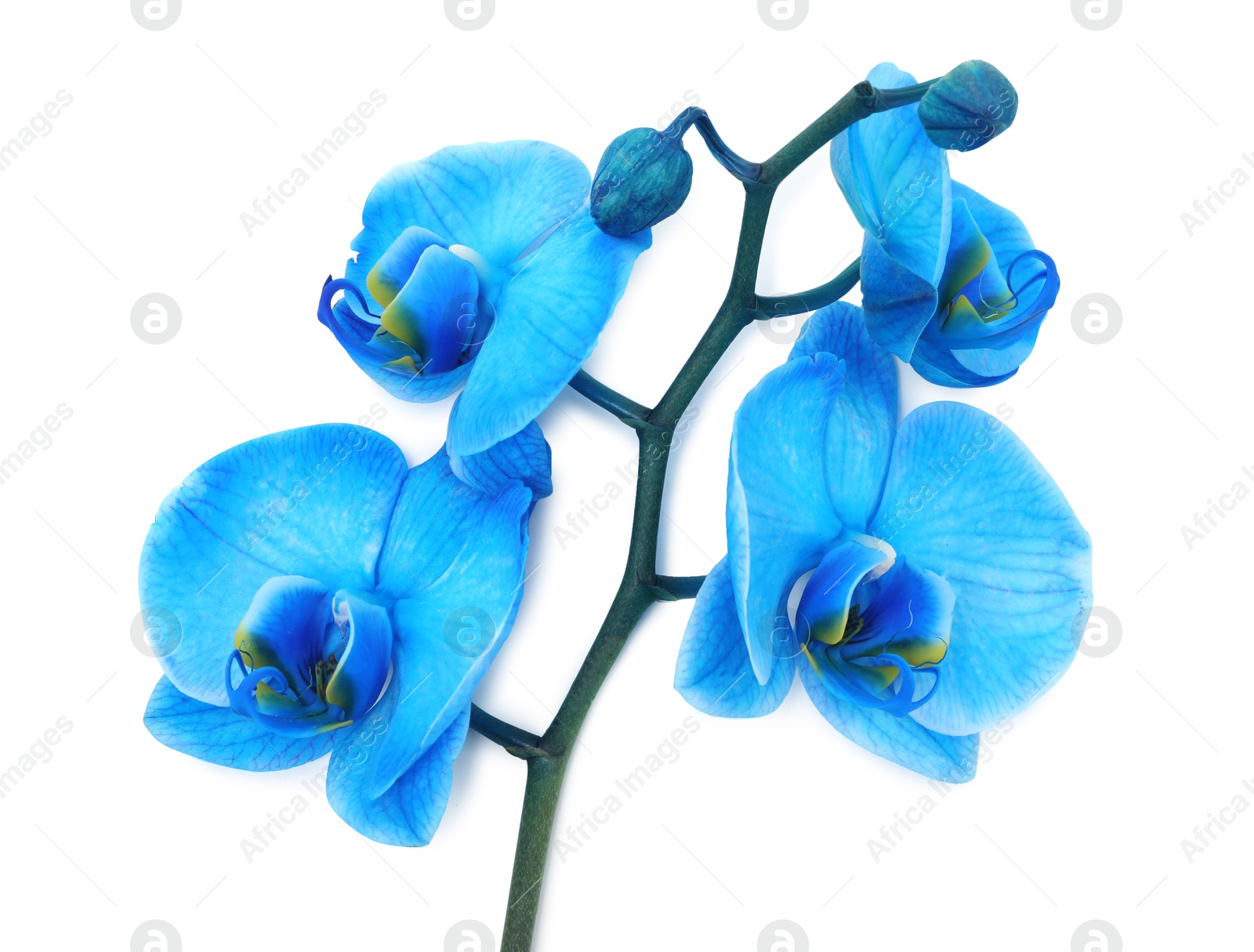 Beautiful blue orchid flower isolated on white, top view Photo of Beautiful blue orchid flower isolated on white, top view