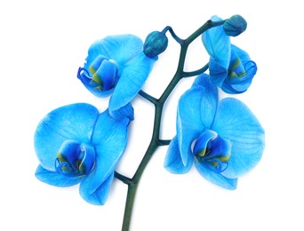 Photo of Beautiful blue orchid flower isolated on white, top view