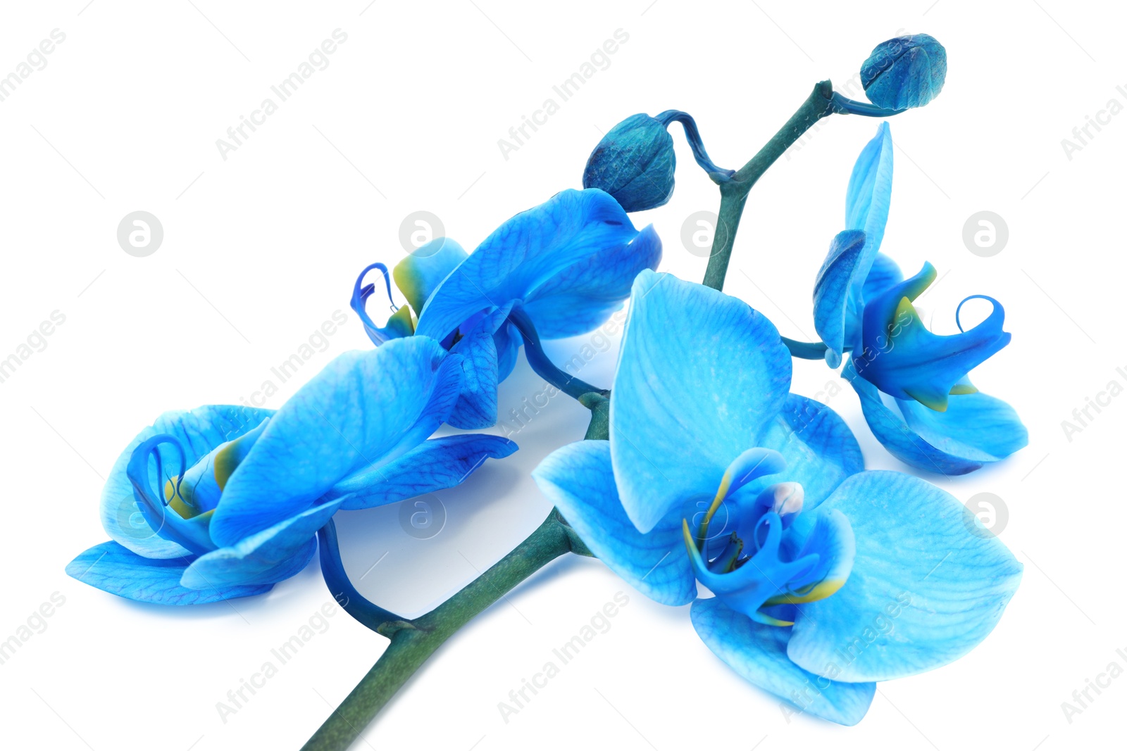 Beautiful blue orchid flower isolated on white Photo of Beautiful blue orchid flower isolated on white