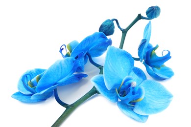 Photo of Beautiful blue orchid flower isolated on white