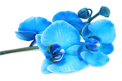 Photo of Beautiful blue orchid flower isolated on white