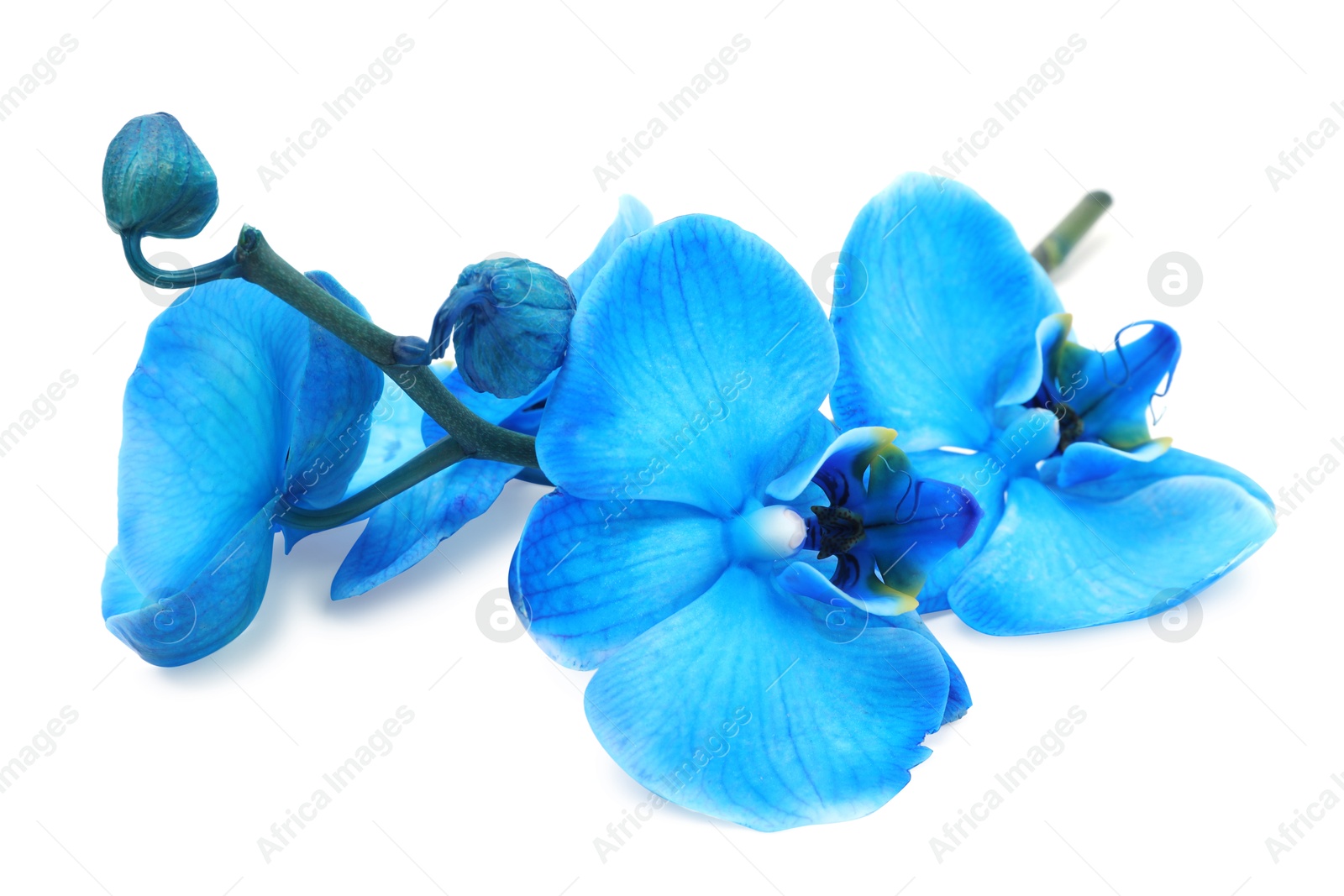Beautiful blue orchid flower isolated on white Photo of Beautiful blue orchid flower isolated on white