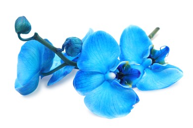 Photo of Beautiful blue orchid flower isolated on white