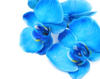 Photo of Beautiful blue orchid flower isolated on white