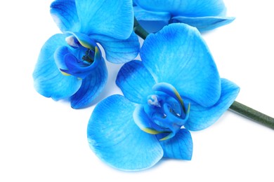 Photo of Beautiful blue orchid flower isolated on white