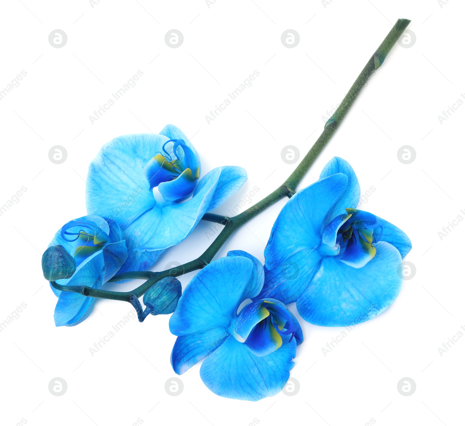 Beautiful blue orchid flower isolated on white, top view Photo of Beautiful blue orchid flower isolated on white, top view