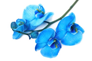 Photo of Beautiful blue orchid flower isolated on white