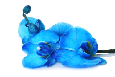 Photo of Beautiful blue orchid flower isolated on white