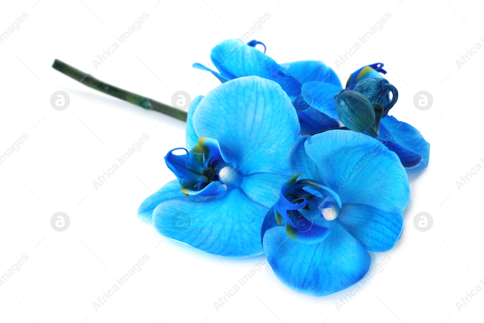 Beautiful blue orchid flower isolated on white Photo of Beautiful blue orchid flower isolated on white