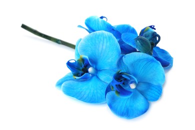 Photo of Beautiful blue orchid flower isolated on white