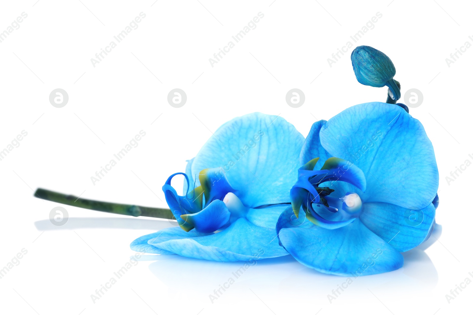 Beautiful blue orchid flower isolated on white Photo of Beautiful blue orchid flower isolated on white