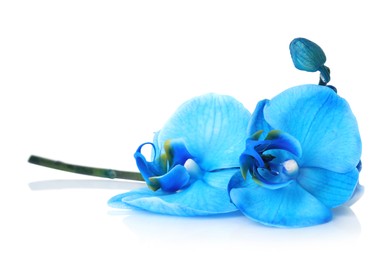 Photo of Beautiful blue orchid flower isolated on white