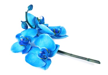 Photo of Beautiful blue orchid flower isolated on white