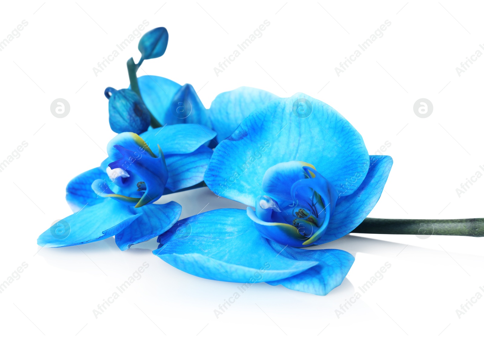 Photo of Beautiful blue orchid flower isolated on white
