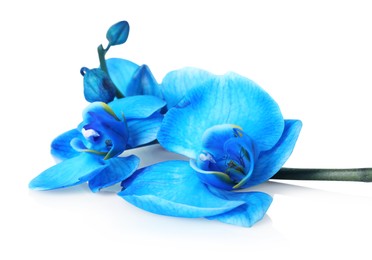 Photo of Beautiful blue orchid flower isolated on white