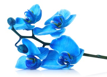 Photo of Beautiful blue orchid flower isolated on white