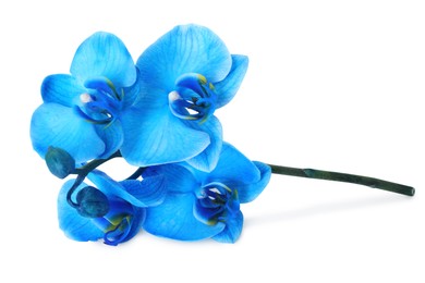 Photo of Beautiful blue orchid flower isolated on white