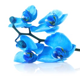 Photo of Beautiful blue orchid flower isolated on white