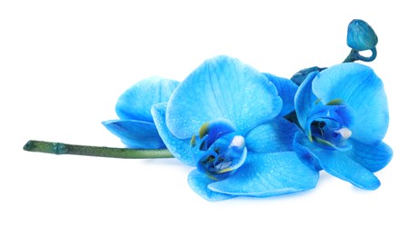 Photo of Beautiful blue orchid flower isolated on white
