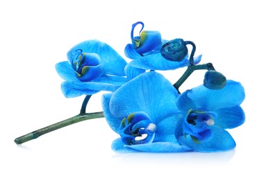 Photo of Beautiful blue orchid flower isolated on white