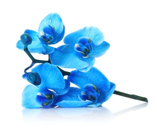Photo of Beautiful blue orchid flower isolated on white