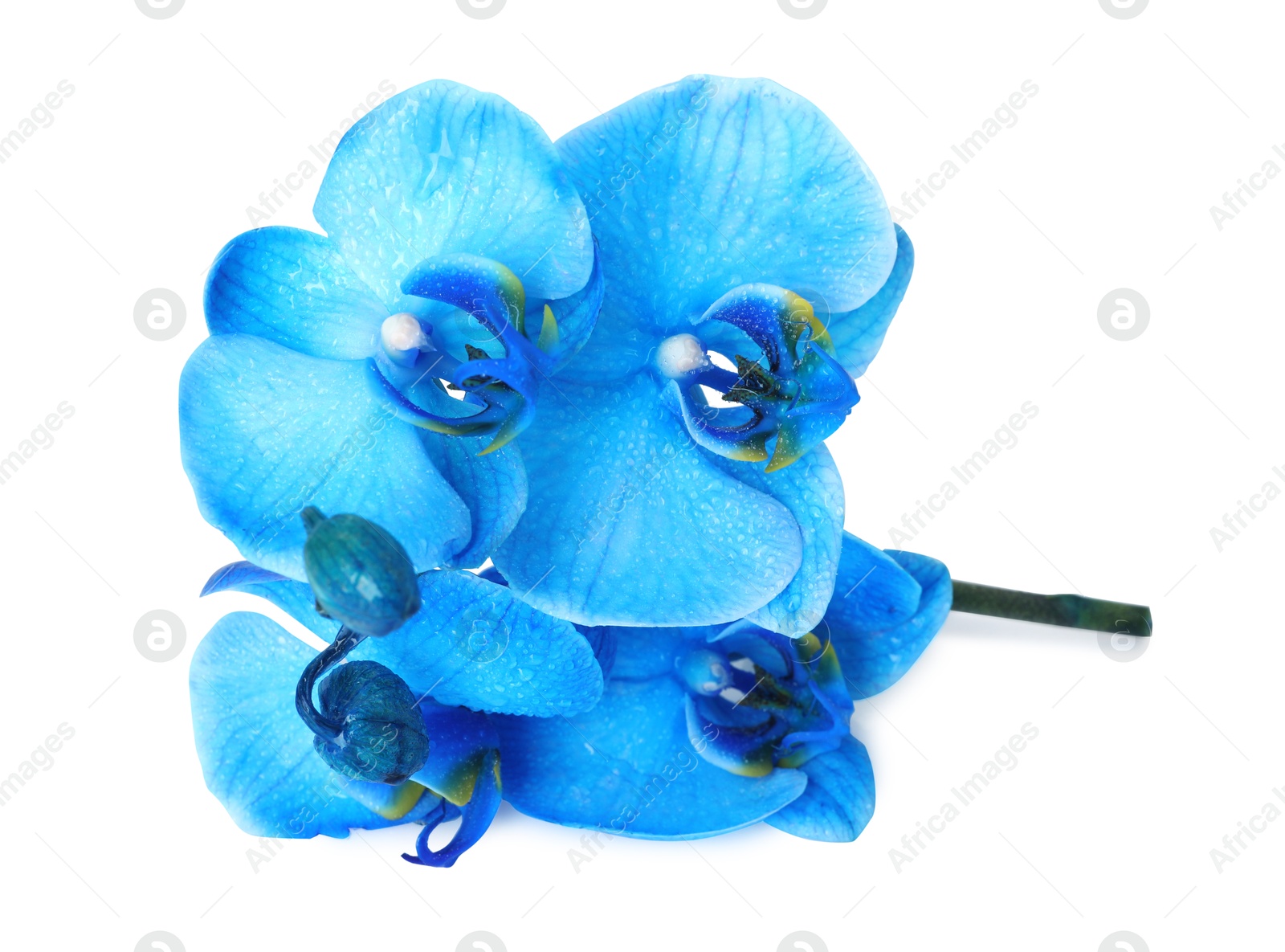 Beautiful blue orchid flower isolated on white Photo of Beautiful blue orchid flower isolated on white