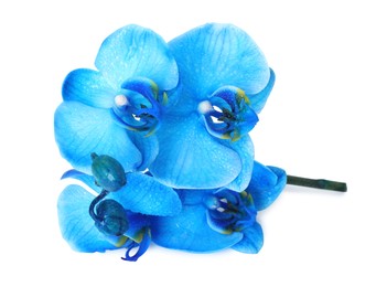 Photo of Beautiful blue orchid flower isolated on white