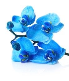 Photo of Beautiful blue orchid flower isolated on white