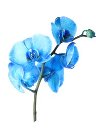 Photo of Beautiful blue orchid flowers isolated on white