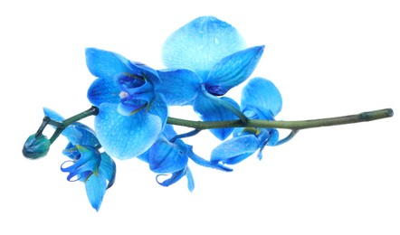 Photo of Beautiful blue orchid flowers isolated on white