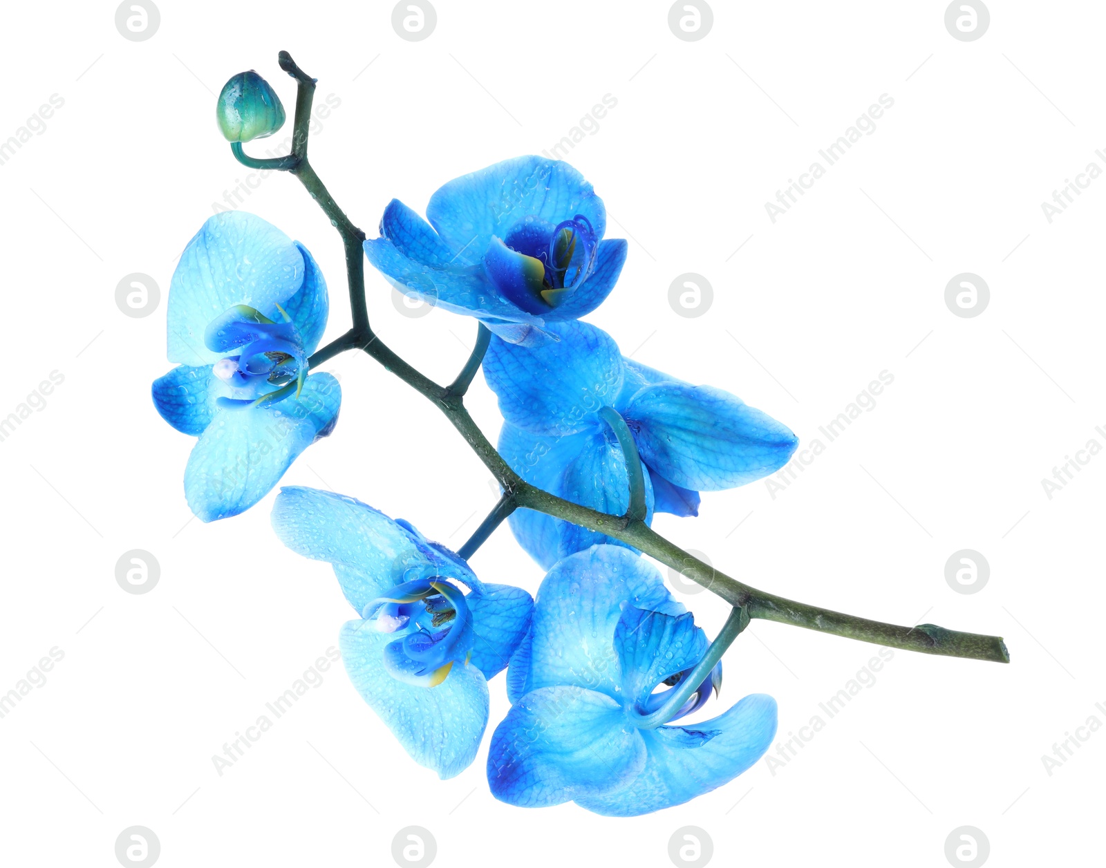 Beautiful blue orchid flowers isolated on white Photo of Beautiful blue orchid flowers isolated on white