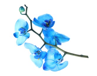 Photo of Beautiful blue orchid flowers isolated on white