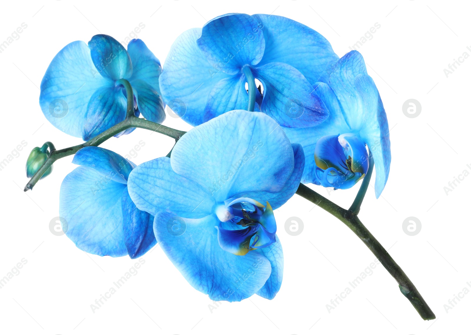 Beautiful blue orchid flowers isolated on white Photo of Beautiful blue orchid flowers isolated on white