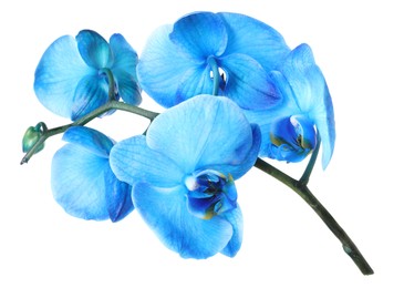 Photo of Beautiful blue orchid flowers isolated on white