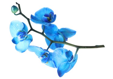 Photo of Beautiful blue orchid flowers isolated on white