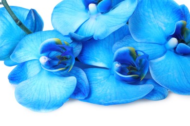 Photo of Beautiful blue orchid flowers isolated on white