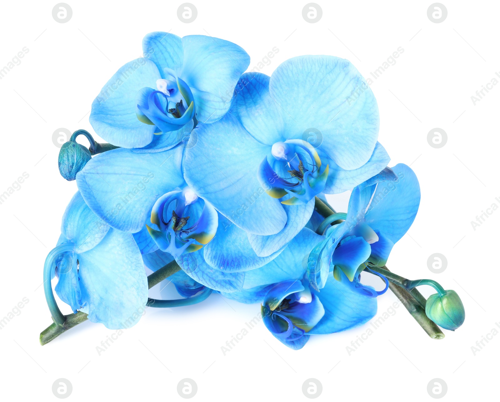 Beautiful blue orchid flowers isolated on white Photo of Beautiful blue orchid flowers isolated on white