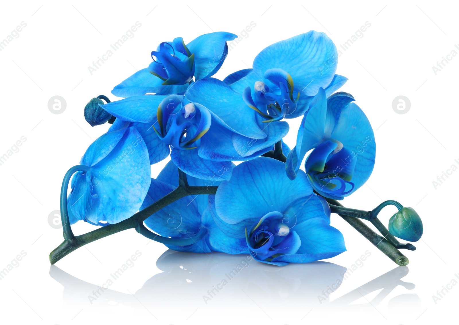 Beautiful blue orchid flowers on mirror surface against white background Photo of Beautiful blue orchid flowers on mirror surface against white background
