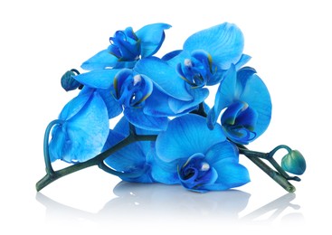 Photo of Beautiful blue orchid flowers on mirror surface against white background