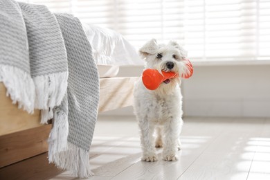 Photo of Cute dog with toy at home. Adorable pet